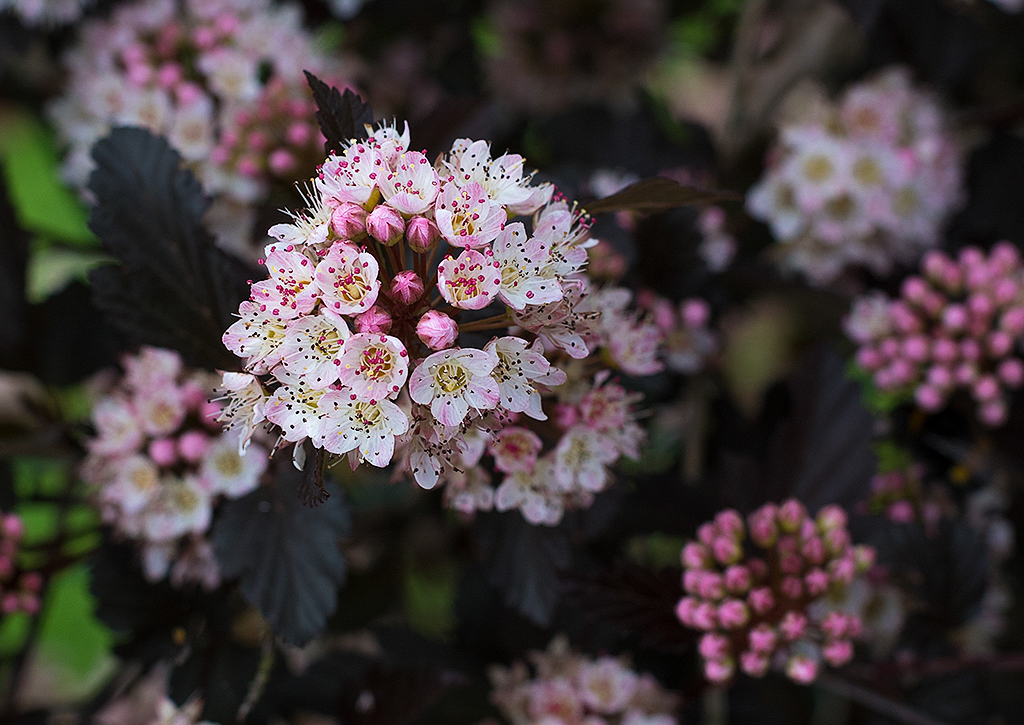 Normandie 05 - 2016_KA79934-1 Kopie.jpg - Am Wegesrand